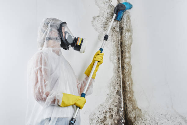 Best Toxic Mold Removal  in Rural Hill, TN