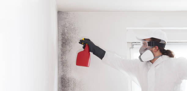 Mold Removal Process in Rural Hill, TN