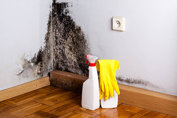 Office Mold Removal Services in Rural Hill, TN