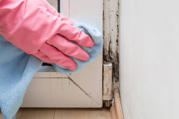 Best Residential Mold Removal  in Rural Hill, TN